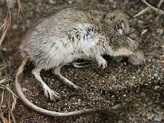 Great Basin pocket mouse Great Basin pocket mouse