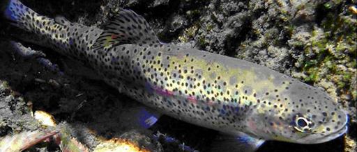 Great Basin redband trout httpswwwfwsgovoregonfwoimagessecondaryban