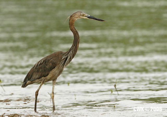 Great-billed heron Oriental Bird Club Image Database Photographers