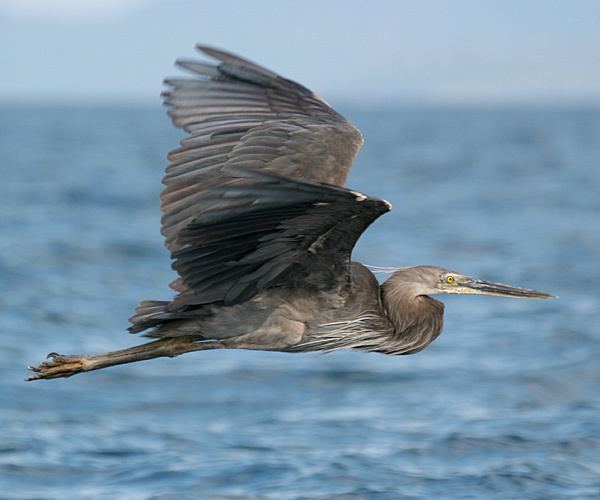 Great-billed heron Surfbirds Online Photo Gallery Search Results