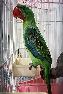 Great-billed parrot httpsuploadwikimediaorgwikipediacommonsthu
