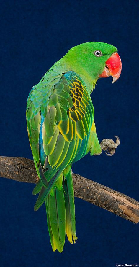 Great-billed parrot Greatbilled Parrot 1 Photograph by Avian Resources