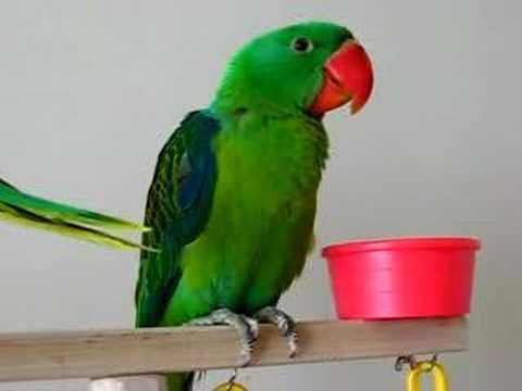 Great-billed parrot 3 month old Baby Great Billed Parrots YouTube