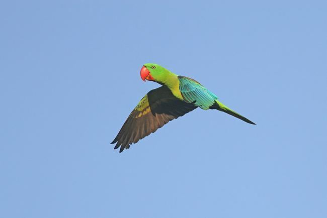 Great-billed parrot Greatbilled Parrot Tanygnathus megalorynchos videos photos and