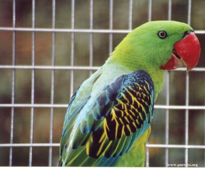 Great-billed parrot Greatbilled Parrot World Parrot Trust