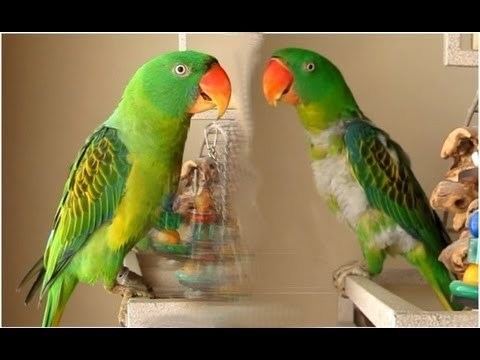 Great-billed parrot Our Pet Great Billed Parrots YouTube