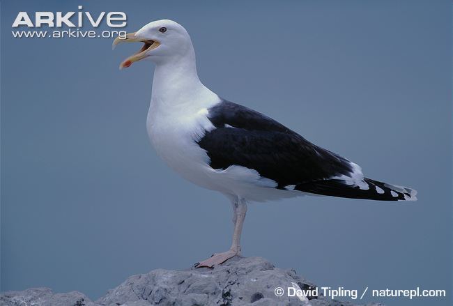 Great black-backed gull Great blackbacked gull videos photos and facts Larus marinus