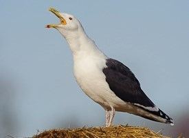 Great black-backed gull Great Blackbacked Gull Identification All About Birds Cornell