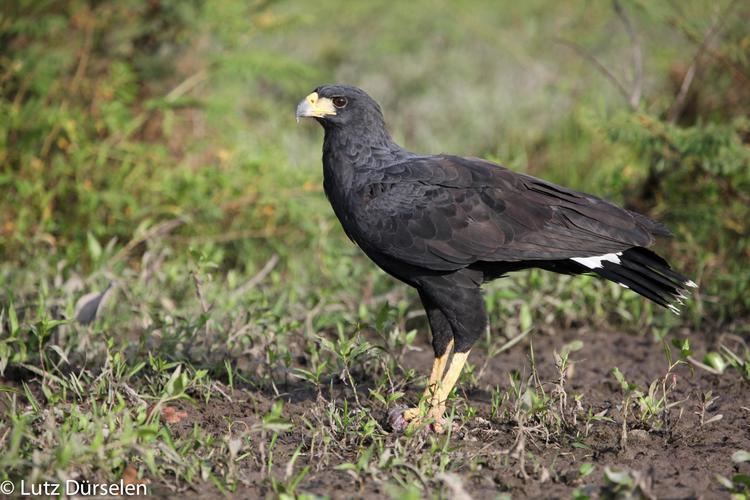 Great black hawk Great Black Hawk Buteogallus urubitinga Bird perched the