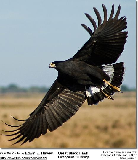Great black hawk Great Black Hawks Buteogallus urubitinga