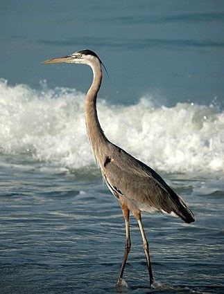 Great blue heron Great Blue Heron Identification All About Birds Cornell Lab of