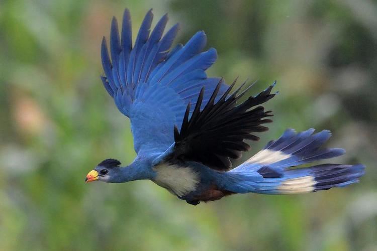 Great blue turaco Great Blue Turaco Corythaeola cristata videos photos and sound