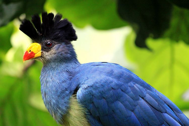 Great blue turaco httpsc1staticflickrcom9815673611389687202