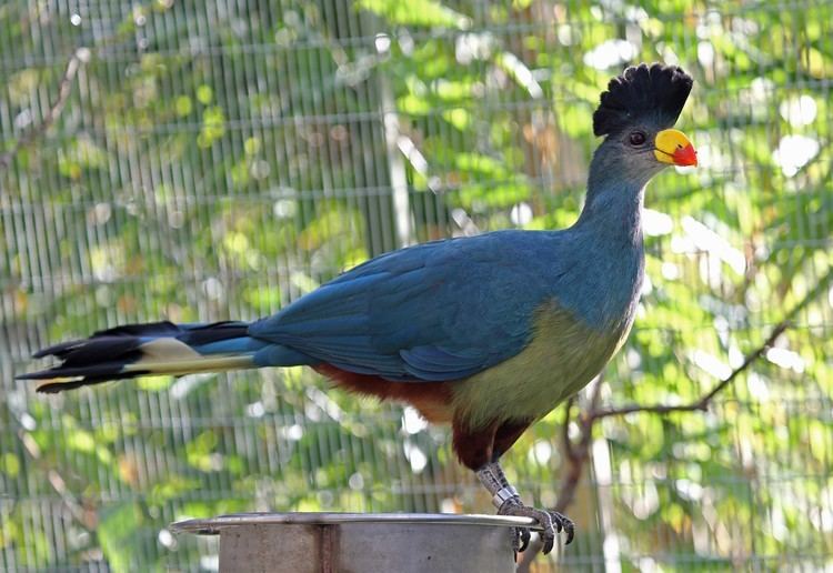 Great blue turaco Pictures and information on Great Blue Turaco
