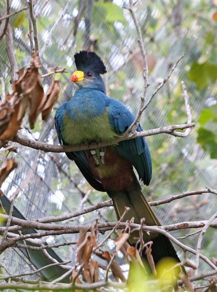 Great blue turaco Pictures and information on Great Blue Turaco