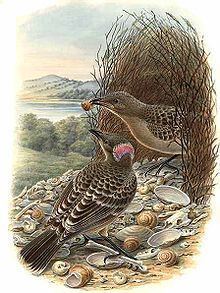 Great bowerbird httpsuploadwikimediaorgwikipediacommonsthu