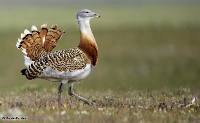 Great bustard BBC Nature Great bustard videos news and facts