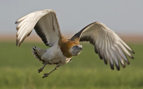 Great bustard Great Bustard flies again across South West after 180 year absence