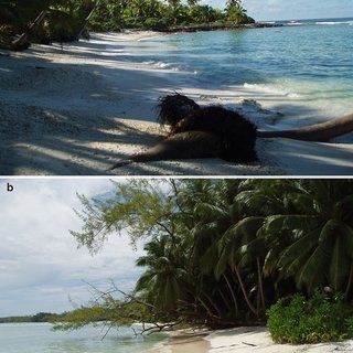 2 Sampling sites in northern atolls. ( a ): Great Chagos Bank ...