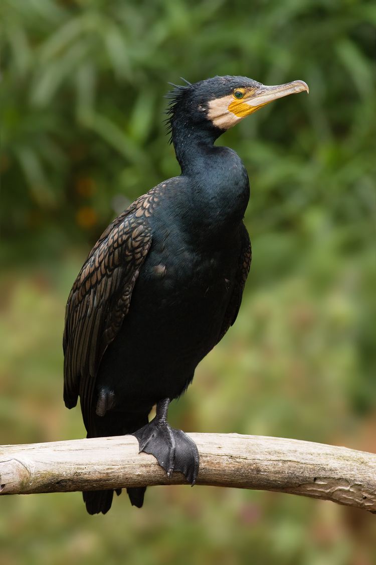 Great cormorant httpsuploadwikimediaorgwikipediacommons66