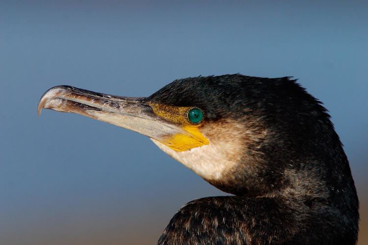 Great cormorant Great Cormorant Audubon Field Guide