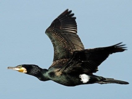 Great cormorant Great Cormorant Identification All About Birds Cornell Lab of