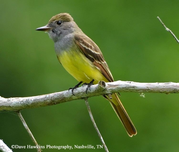 Great crested flycatcher Tennessee Watchable Wildlife Great Crested Flycatcher