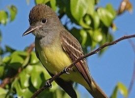 Great crested flycatcher Great Crested Flycatcher Identification All About Birds Cornell