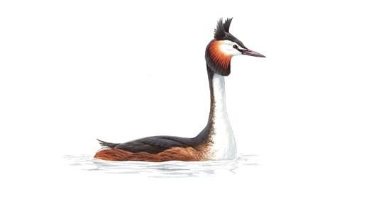 Great crested grebe The RSPB Great crested grebe