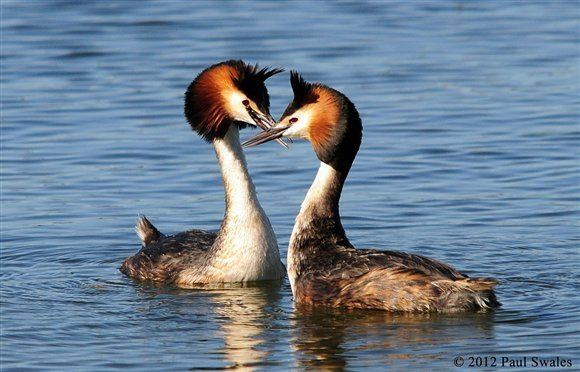 Great crested grebe Great crested grebe courtship dance routine Middleton Lakes
