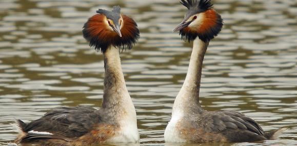Great crested grebe The Wildlife Trusts