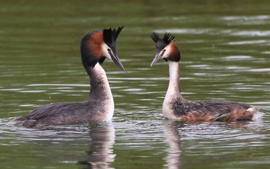 Great crested grebe Great Crested Grebe BirdForum Opus