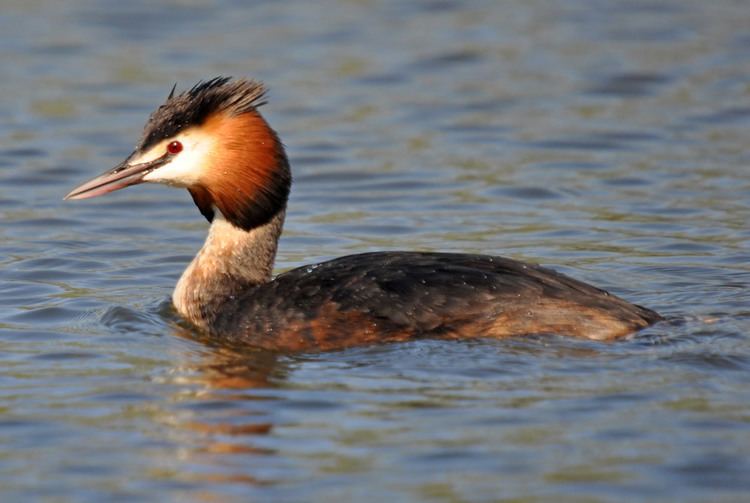 Great crested grebe great crested grebe Reddish Vale Country Park