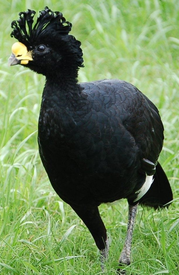Great curassow 1000 images about Cracidae Family on Pinterest Ecuador South