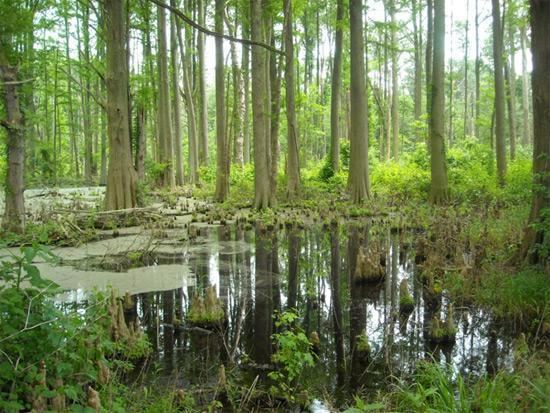Great Cypress Swamp 11 Incredible Natural Wonders Found in Delaware