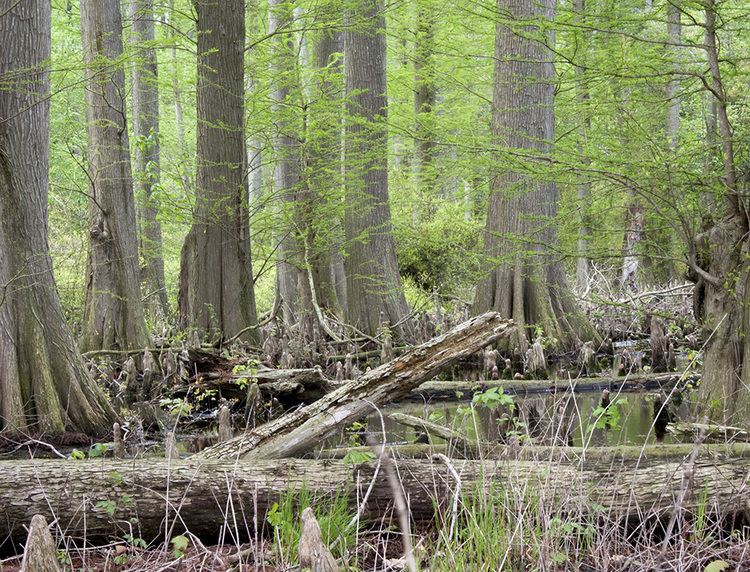 Great Cypress Swamp The Great Cypress Swamp Good For Forests