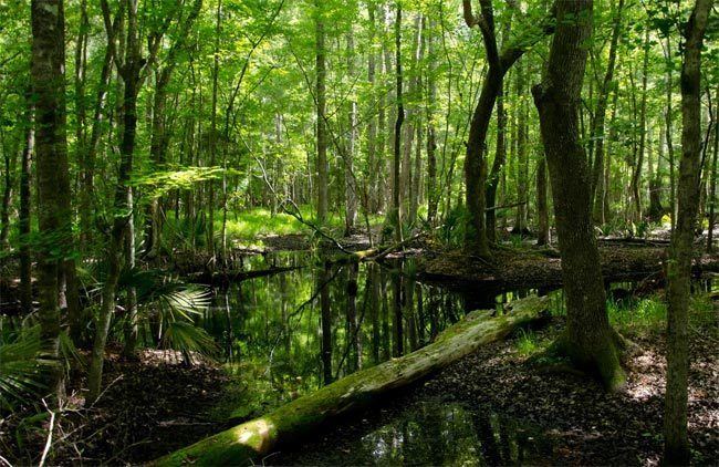 Great Cypress Swamp wwwsecretsoftheeasternshorecomwpcontentupload