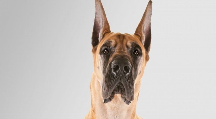 Great Dane Great Dane Dog Breed Information American Kennel Club