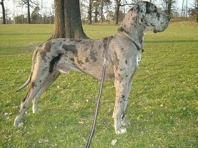 Great Dane Great Dane Dog Breed Information and Pictures