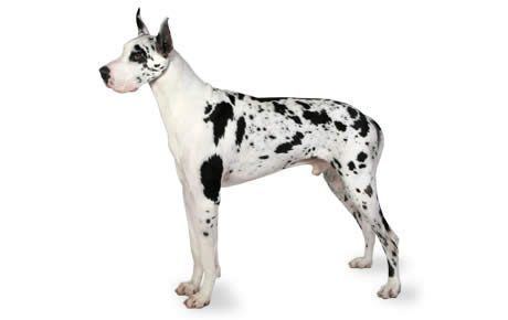 Great Dane Great Dane Dog Breed Information Pictures Characteristics amp Facts