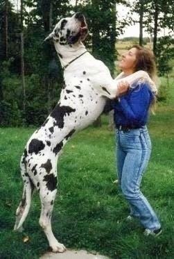 Great Dane wwwdogbreedinfocomimages12GreatDanealmost2002