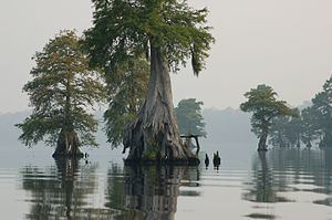 Great Dismal Swamp httpsuploadwikimediaorgwikipediacommonsthu