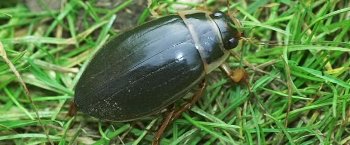 Great diving beetle The Wildlife Trusts