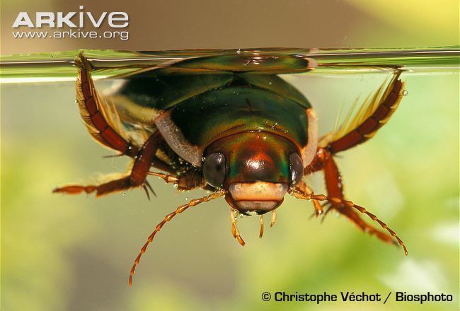 Great diving beetle Great diving beetle videos photos and facts Dytiscus marginalis