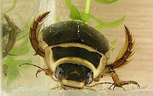 Great diving beetle httpsuploadwikimediaorgwikipediacommonsthu