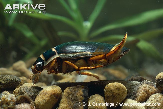 Great diving beetle Great diving beetle photo Dytiscus marginalis A8744 ARKive