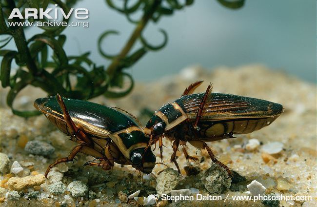 Great diving beetle Great diving beetle photo Dytiscus marginalis A15262 ARKive