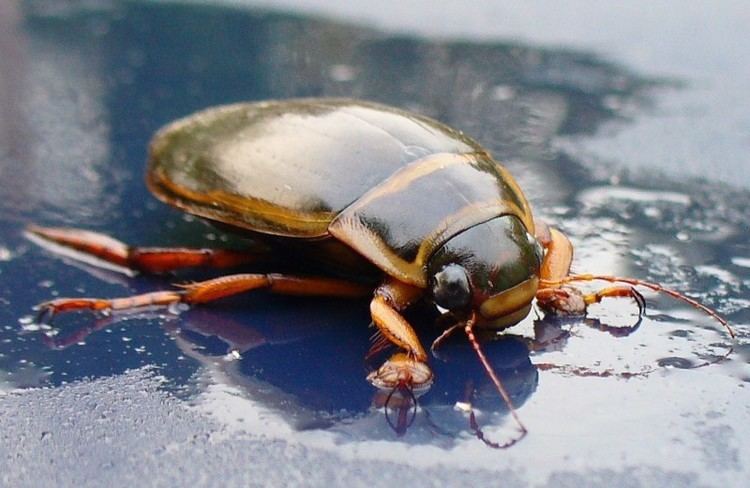 Great diving beetle greatdivingbeetle1jpg