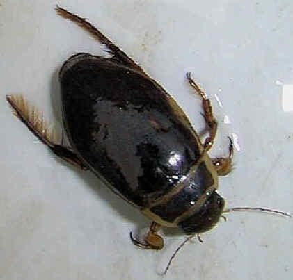 Great diving beetle Great Diving Beetle