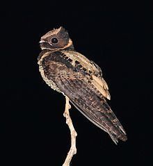 Great eared nightjar perching on a tree branch